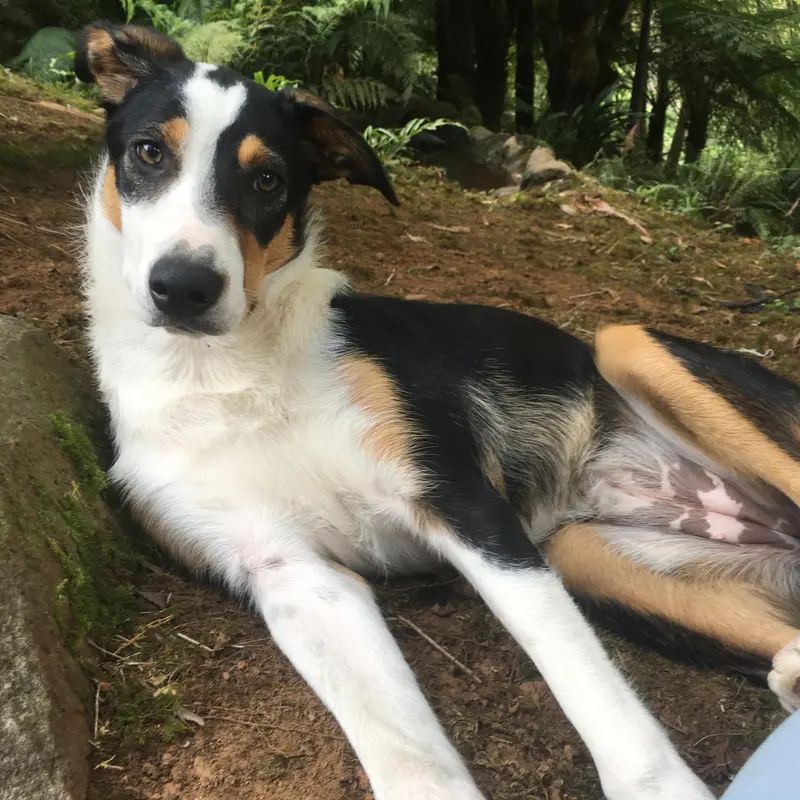 New Zealand Heading Dog dog breed