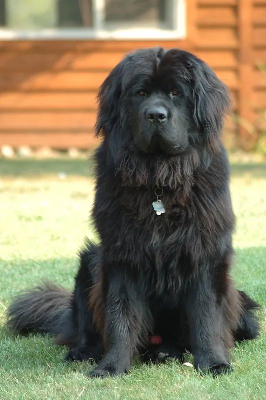 Newfoundland - Working breed, Affectionate and Calm