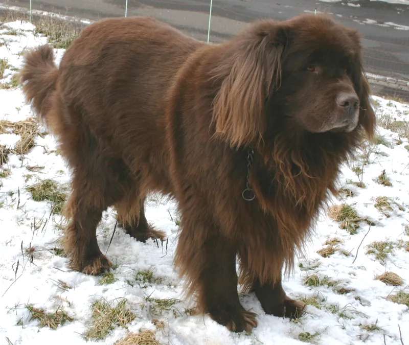 Newfoundland photo thumbnail 3