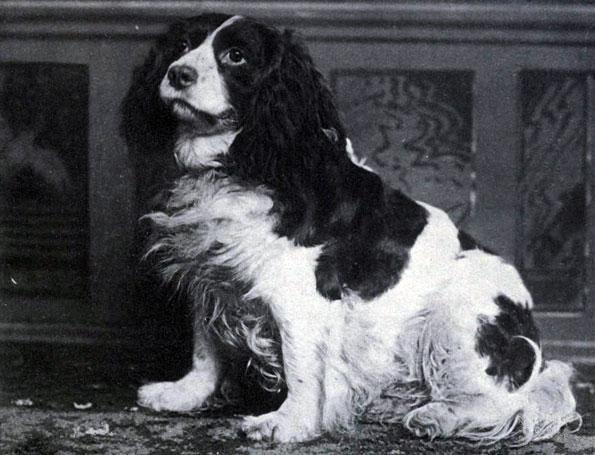 Norfolk Spaniel, a 86% match to Northern Inuit Dog