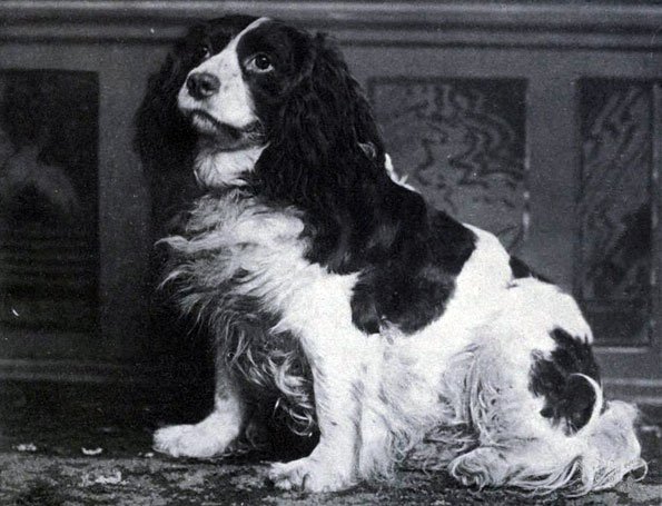 Norfolk Spaniel - Sporting breed known for being Affectionate and Energetic