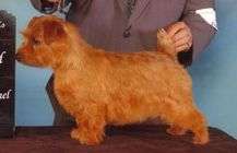 Norfolk Terrier photo thumbnail 3