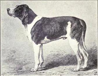 Norman Hound, a 89% match to Lai