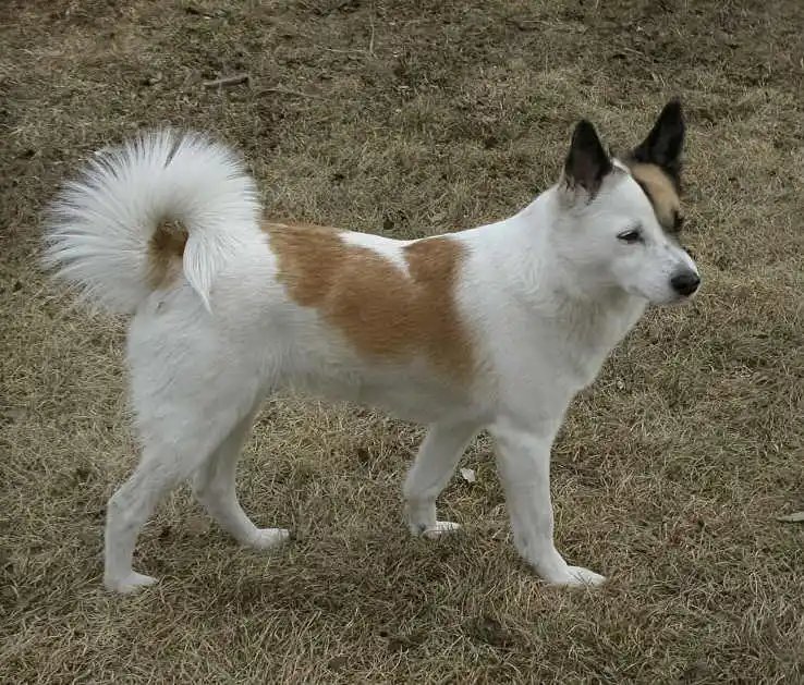 Norrbottenspets - Herding breed known for being Affectionate and Alert