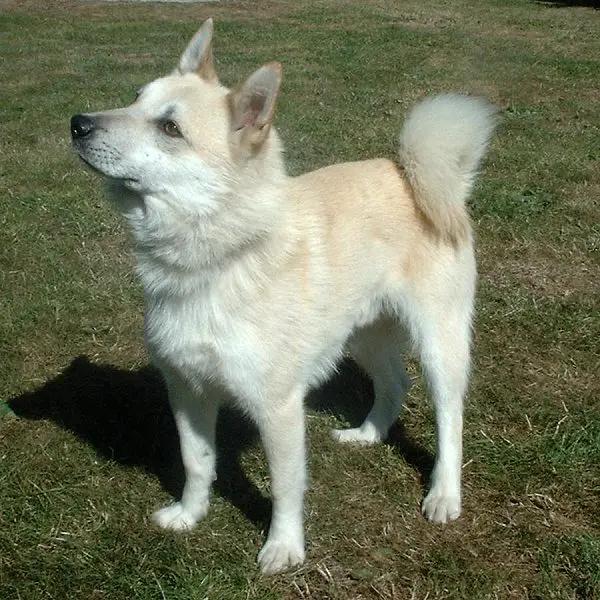 Norwegian Buhund - Herding breed, Affectionate and Alert