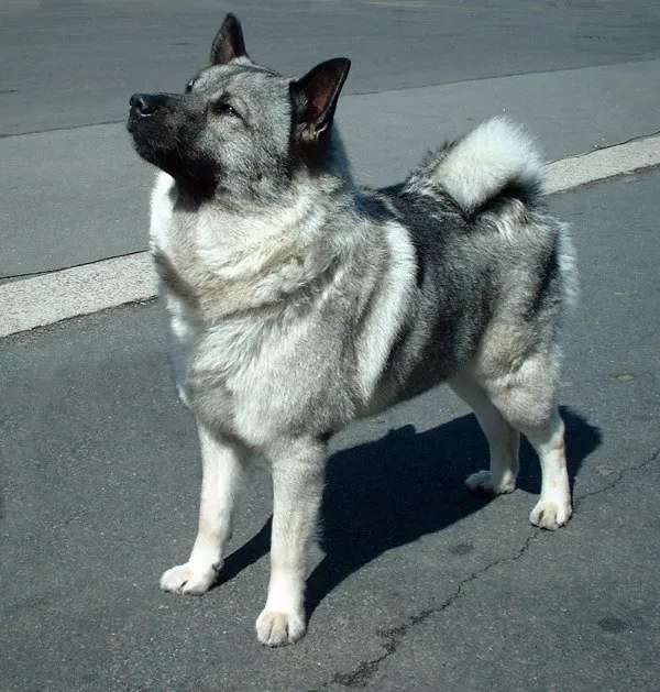 Norwegian Elkhound photo thumbnail 2