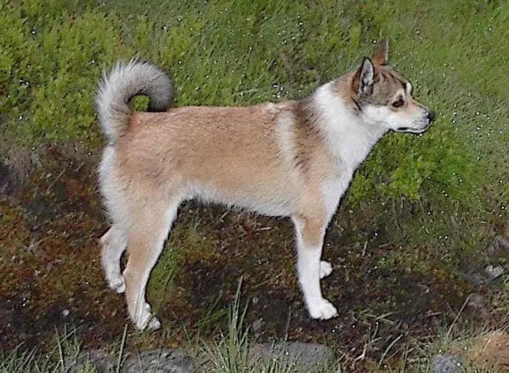 Norwegian Lundehund - Non-Sporting breed known for being Affectionate and Alert