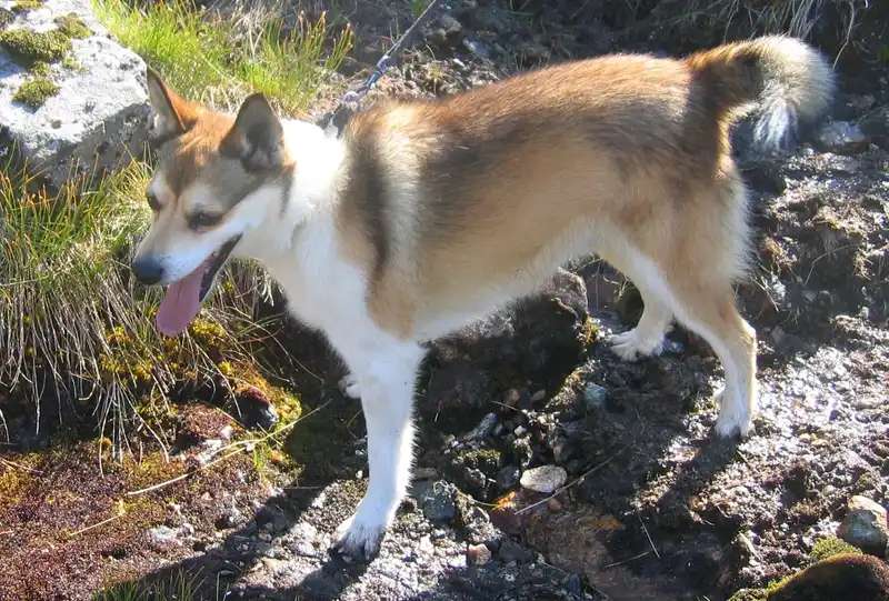 Norwegian Lundehund photo thumbnail 2
