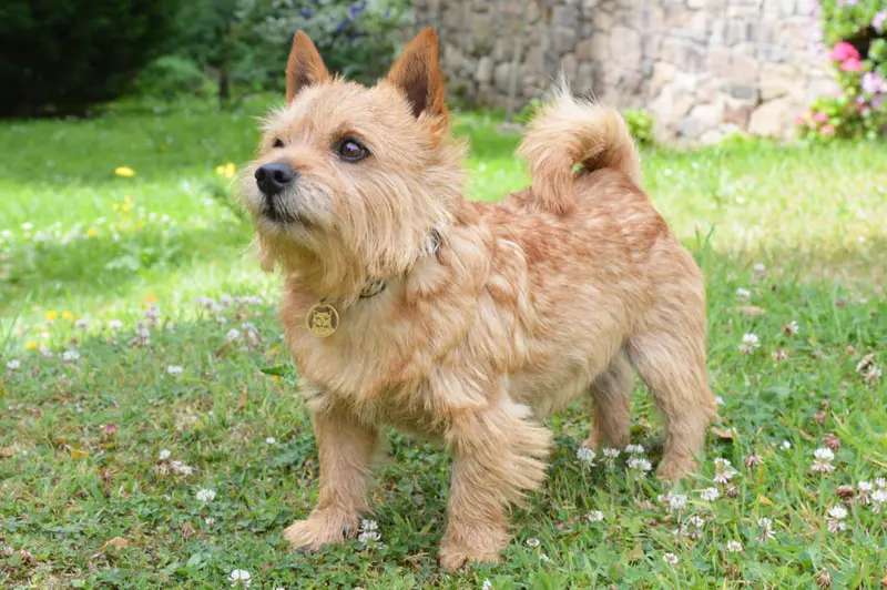Norwich Terrier photo thumbnail 2