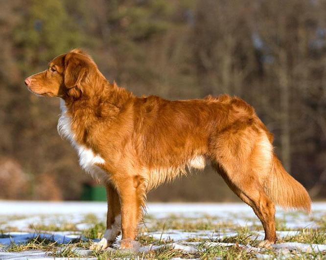 Nova Scotia Duck Tolling Retriever, a 89% match to Limer