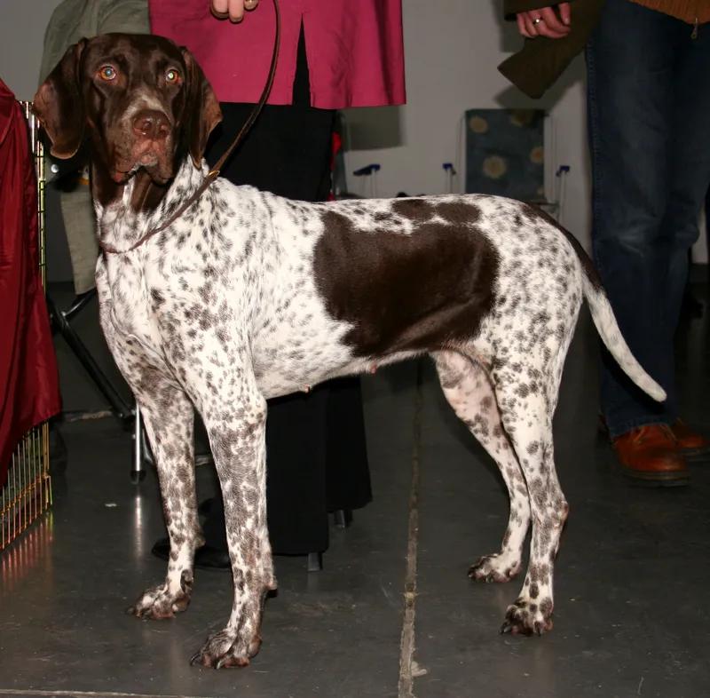 Old Danish Pointer, a 90% match to Stephens Stock Cur