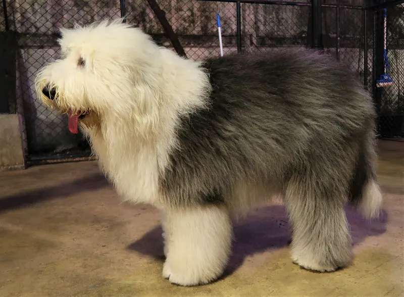 Old English Sheepdog photo thumbnail 1