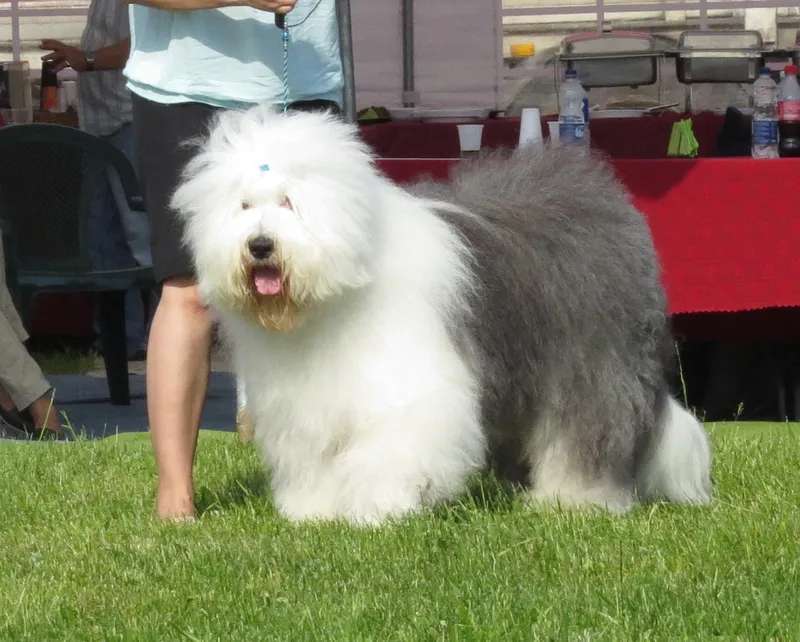 Old English Sheepdog photo thumbnail 3