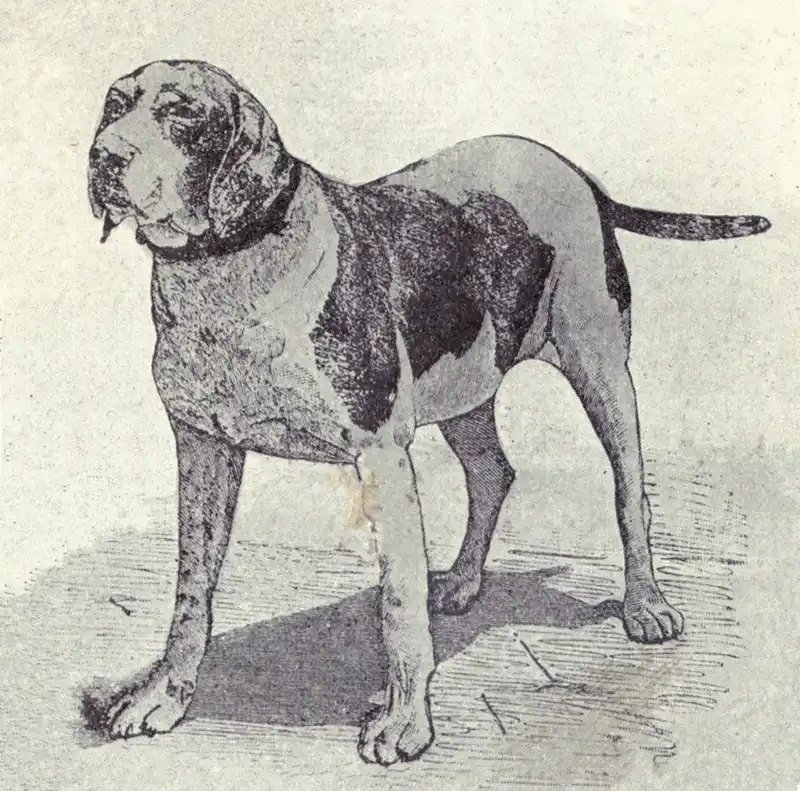 Old Spanish Pointer - Hunting breed, Adaptable and Energetic