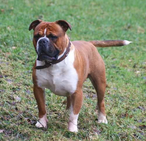 Olde English Bulldogge photo thumbnail 1