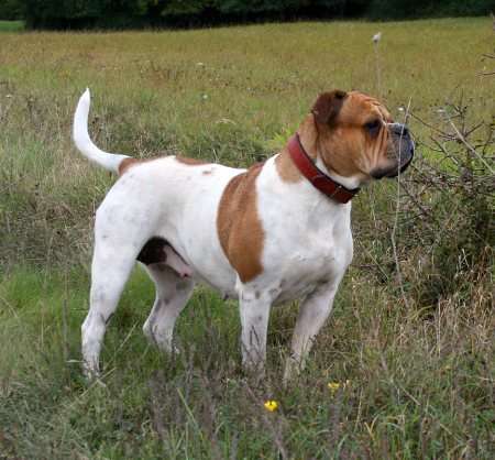 Olde English Bulldogge photo thumbnail 3