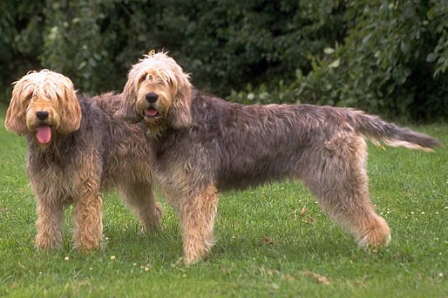 Otterhound - Hound breed known for being Affectionate and Amiable