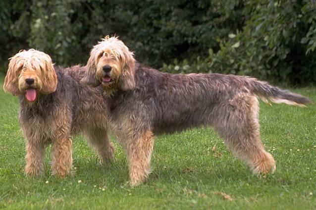 Otterhound, a 88% match to Scottish Deerhound