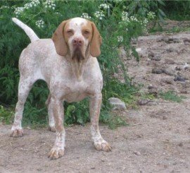 Pachon Navarro - Hound breed known for being Affectionate and Energetic
