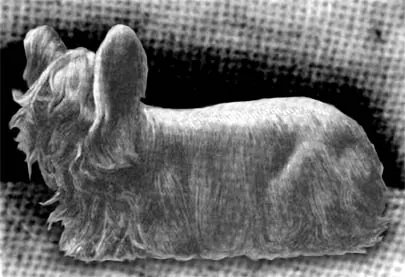 Paisley Terrier - Toy breed known for being Affectionate and Elegant