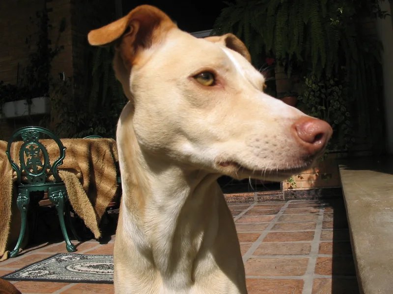 Pampas Deerhound - Hound breed, Affectionate and Energetic