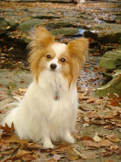 Papillon, a 87% match to Cavalier King Charles Spaniel