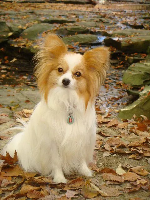 Papillon - Toy breed known for being Affectionate and Alert