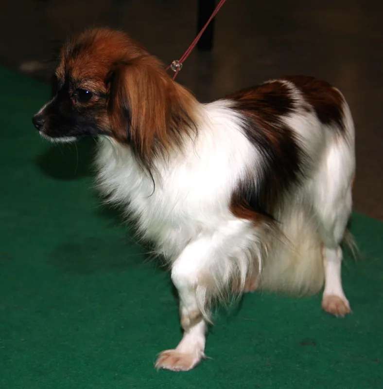 Papillon photo thumbnail 2