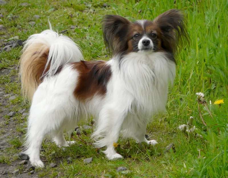 Papillon photo thumbnail 3