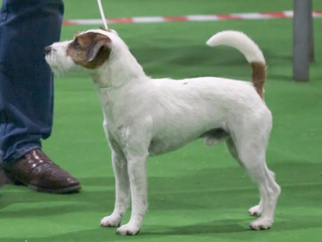 Parson Russell Terrier, a 87% match to Jack Russell Terrier
