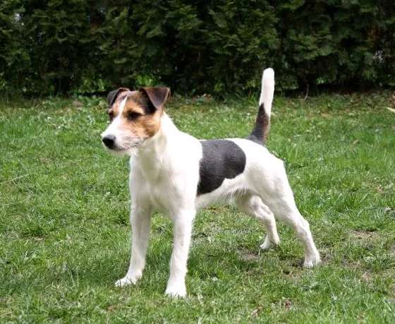 Parson Russell Terrier photo thumbnail 4