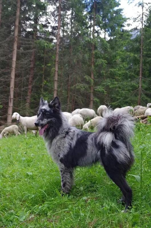 Pastore della Lessinia e del Lagorai, a 87% match to Georgian Shepherd
