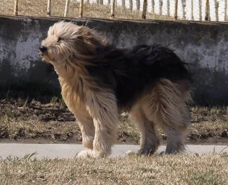 Patagonian Sheepdog - Herding breed known for being Adaptable and Affectionate