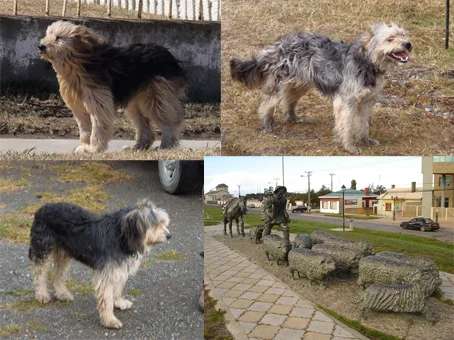 Patagonian Sheepdog photo thumbnail 2