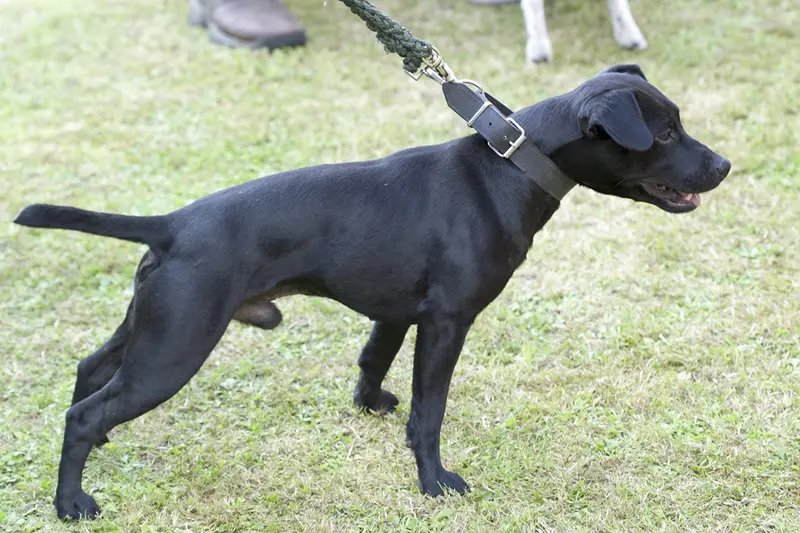 Patterdale Terrier - Terrier breed known for being Affectionate and Bold
