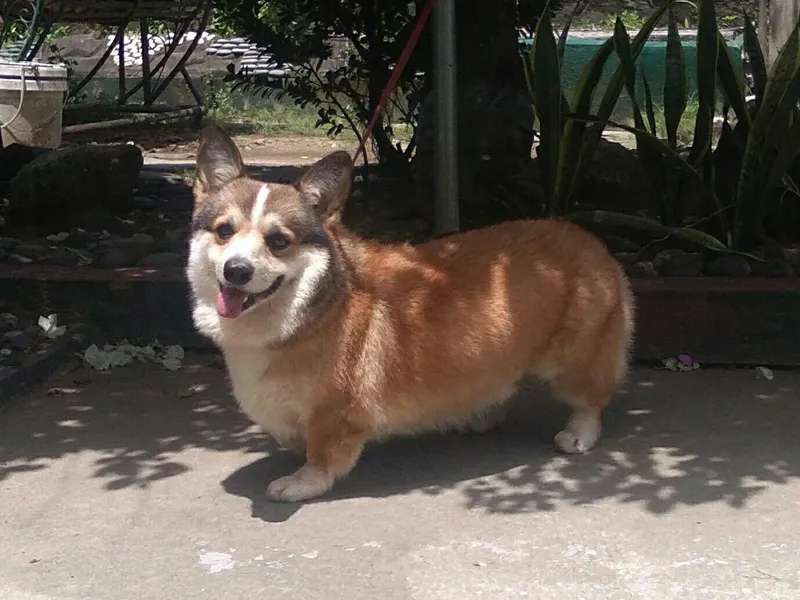 Pembroke Welsh Corgi photo thumbnail 1