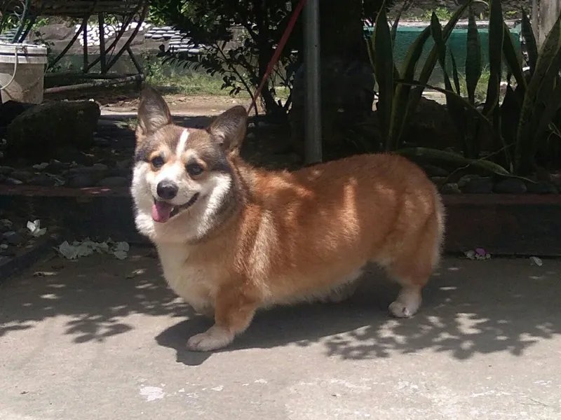 Pembroke Welsh Corgi - Herding breed known for being Affectionate and Alert