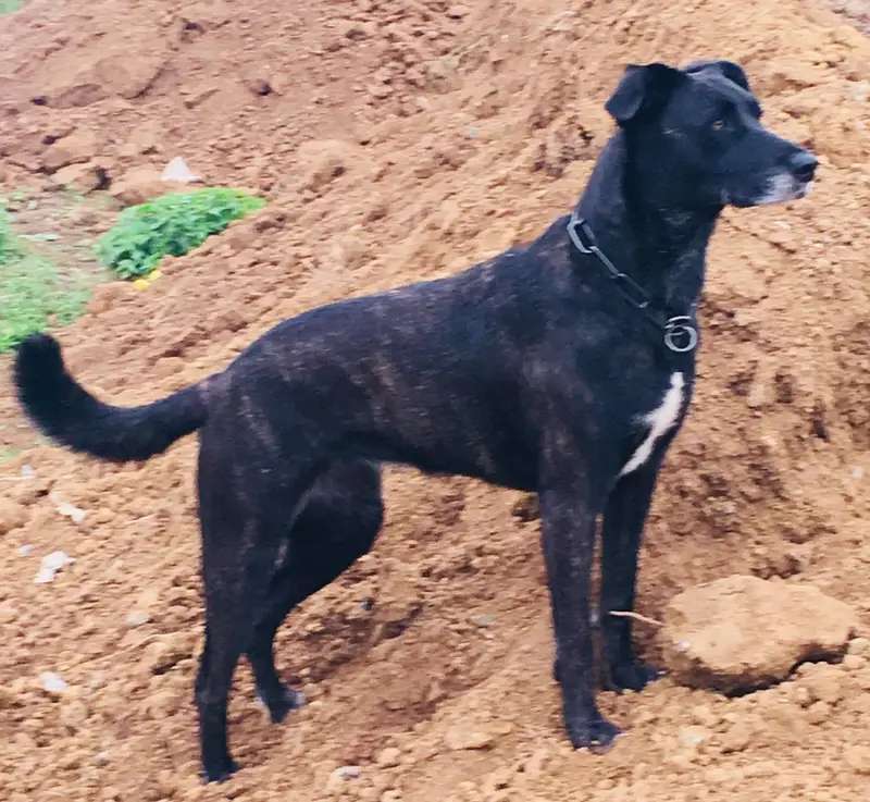Perro Majorero photo thumbnail 2
