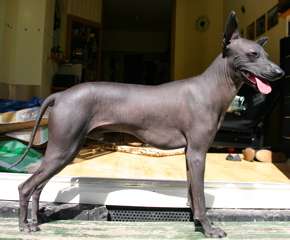 Peruvian Hairless Dog photo thumbnail 1