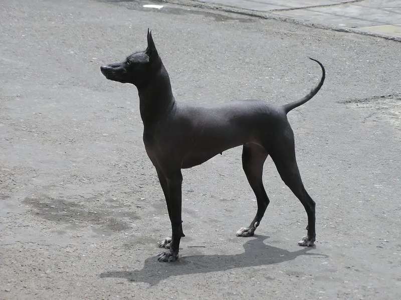 Peruvian Hairless Dog photo thumbnail 3