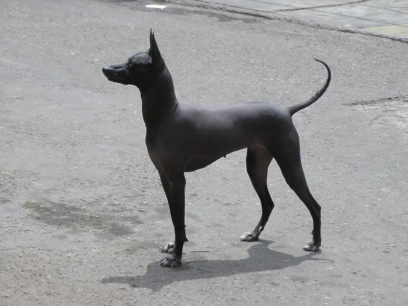 Peruvian Hairless Dog - Sighthound breed, Affectionate and Agile