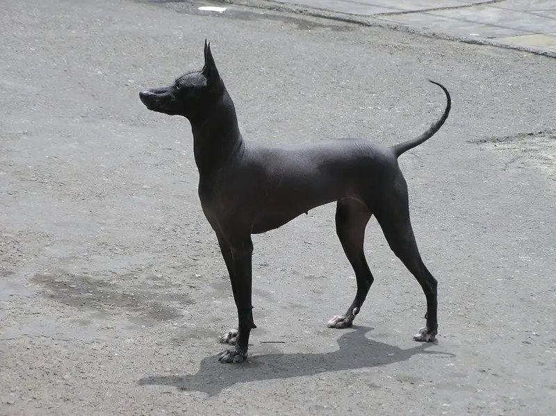 Peruvian Hairless Dog - Sighthound breed, Affectionate and Agile