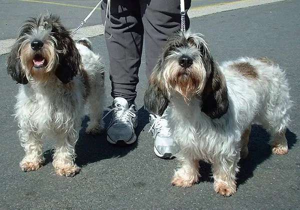Petit Basset Griffon Vendeen photo thumbnail 1