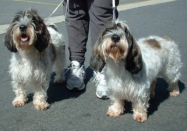 Petit Basset Griffon Vendeen - Hound breed known for being Affectionate and Energetic