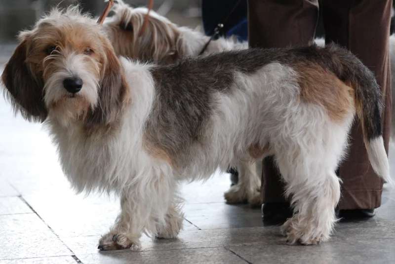 Petit Basset Griffon Vendeen photo thumbnail 2