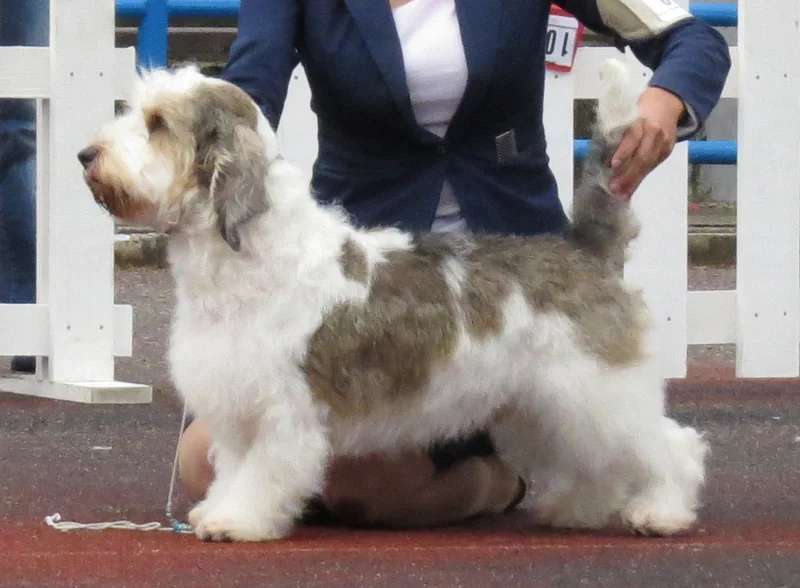 Petit Basset Griffon Vendeen photo thumbnail 3