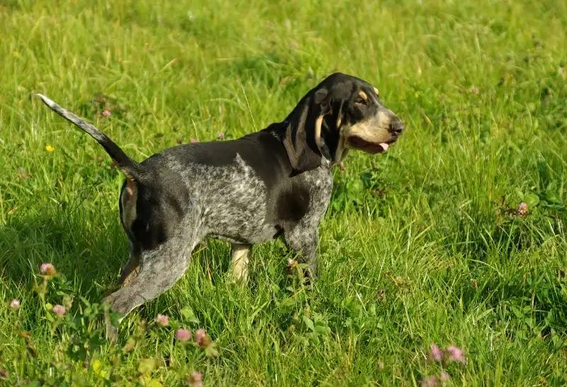Petit Bleu de Gascogne, a 88% match to Galgo Español