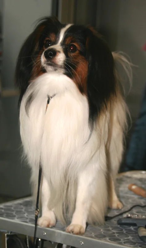 Phalene - Toy breed known for being Affectionate and Charming