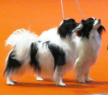 Phalene, a 84% match to Havanese