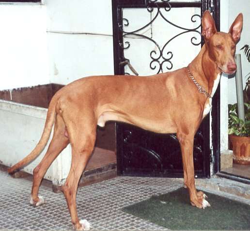 Pharaoh Hound photo thumbnail 2
